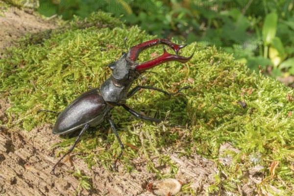 Male Raven Kite (Lucanus cervus) on the trunk of a dead tree in the forest in spring. Bas Rhin Alsace, grand est, France, Europe