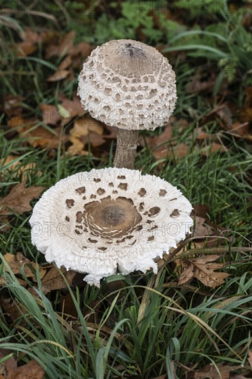 Large umbrella mushroom, Parasol (Macrolepiota procera), Emsland, Lower Saxony, Germany, Europe