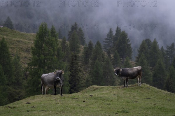 Two dairy cows, cows, on the pasture, alpine path, Klammeben, Hirzer near Saltaus, Schenna, Scena, Passeier Valley, fog, South Tyrol, Autonomous Province of Bolzano, Italy, Europe