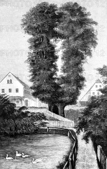 Strange trees in Germany, the Schmorsdorf lime tree, virca 800 years old summer lime tree, district Saxon Switzerland-Eastern Ore Mountains, Saxony, Germany, Illustration from 1880, Historical, digital reproduction of an original from the 19th century, Europe