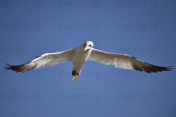 Northern gannet (Morus bassanus) flying near Heligoland, Schleswig-Holstein, Germany, Europe