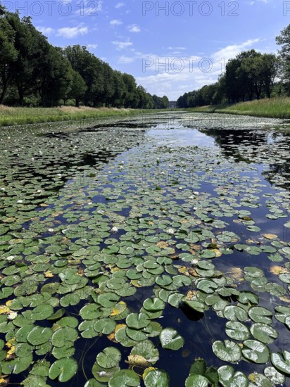 European white water lilies, white pond lilies, water lilies (Nymphaea alba) on large canal in front of Herrnchiemsee Castle, Herrenchiemsee Island, Chiemsee, Bavaria, Germany, Europe