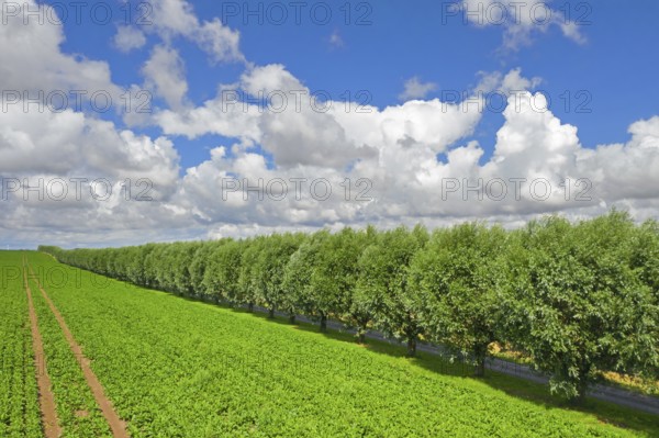 Row of white willows (Salix alba) trees lining country road, dirt road along field on a cloudy day in summer