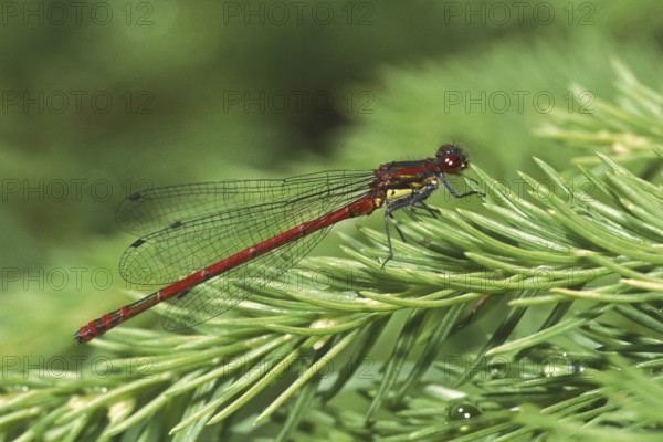 Large red damselfly (Pyrrhosoma nymphula)