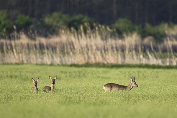 A group of roe deer (Capreolus capreolus), standing in a grain field, Lake Neusiedl National Park, Seewinkel, Burgenland, Austria, Europe