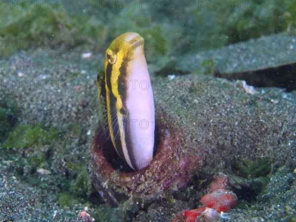 A striped mimicry blenny (Petroscirtes breviceps) peers out of a bottle on the seabed, dive site Secret Bay, Gilimanuk, Bali, Indonesia, Asia