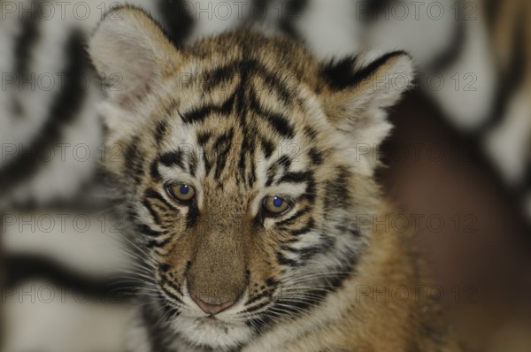 Tiger cub gazes curiously with serious, focussed eyes in a close portrait, Siberian tiger (Panthera tigris altaica), captive, occurrence Russia, North Korea and China