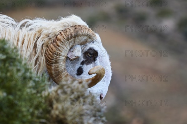 A ram peers curiously out of a bush, sheep (e) or goat (n), ovis, caprae, Crete, Greek Islands, Greece, Europe