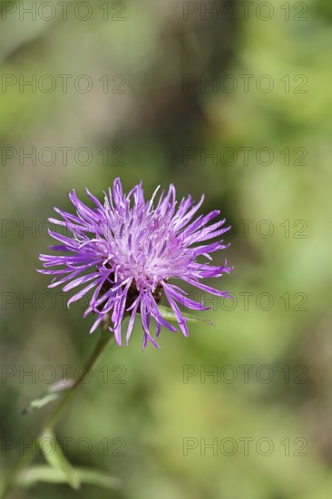 Meadow knapweed or common knapweed (Centaurea jacea), flower, Wilnsdorf, North Rhine-Westphalia, Germany, Europe