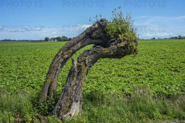 Old crooked willow tree by field of sugar beet in Ystad, Skåne County, Sweden, Scandinavia, Europe