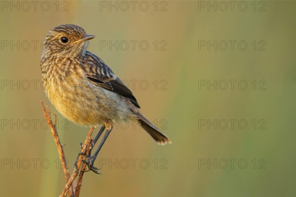 Stonechat, (Saxicola torquata), foraging, female, Eich, Rhineland-Palatinate, Germany, Europe