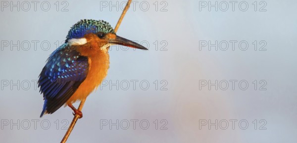 Crested Kingfisher, Corythohrnis cristatus, (Alcedo cristata), Kingfisher family, Malachite Kingfisher, Janjabureh boat trip, Janjabureh, South Bank, Gambia, Africa