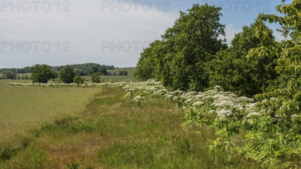 Flowering giant hogweed, (Heracleum mantegazzianum) an invasive species that is difficult to eradicate and spreads in the landscape via rivers, in Hunnestad, Ystad Municipality, Skåne County, Sweden, Scandinavia, Europe