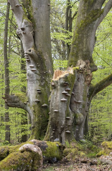 Old copper beech (Fagus sylvatica) with tinder fungus (Fomes fomentarius), triple beech, one trunk broken off, deadwood, Sababurg primeval forest, Hesse, Germany, Europe