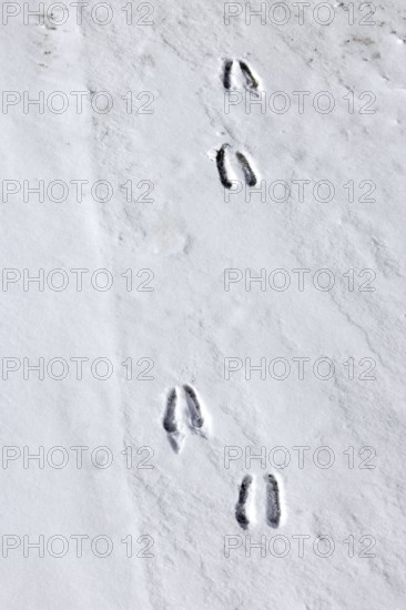 Alpine chamois (Rupicapra rupicapra) footprints, tracks in the snow showing the cloven hooves in winter