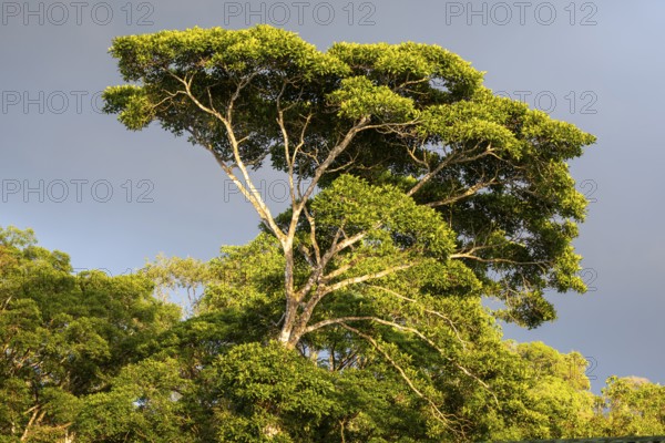 Treetop in the tropical rainforest, in the evening light, Corcovado National Park, Osa, Puntarena Province, Costa Rica, Central America