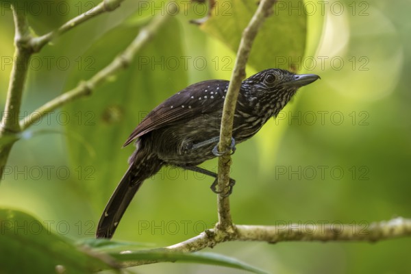 Hooded Ant Shrike (Thamnophilus bridgesi) sitting on a branch, Corcovado National Park, Osa, Puntarena Province, Costa Rica, Central America