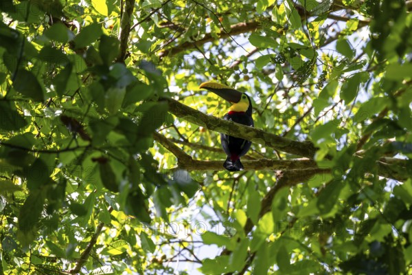 Golden-throated Toucan (Ramaphastos ambiguus) sitting on a branch, Corcovado National Park, Osa Peninsula, Puntarena Province, Costa Rica, Central America