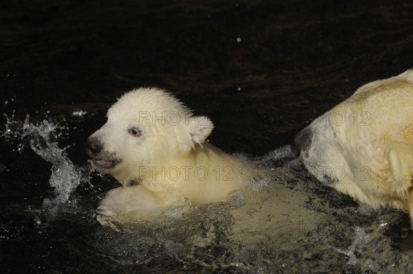 A polar bear cub swims with an adult bear in the water, polar bear (Ursus (genus) maritimus), captive