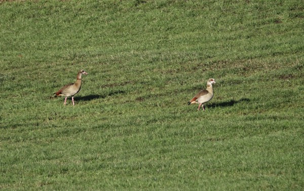 Egyptian geese in a field, winter, Bavaria, Germany, Europe