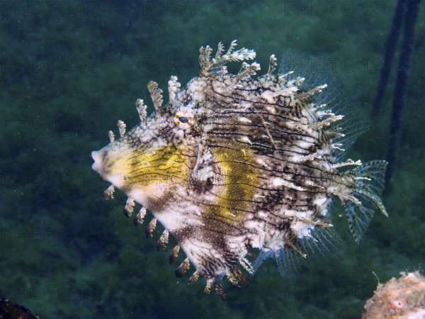 Jewelled filefish (Chaetodermis penicilligerus), filefish, with unique pattern floating in the water, dive site Secret Bay, Gilimanuk, Bali, Indonesia, Asia