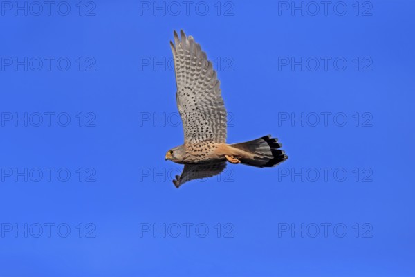 Kestrel (Falco tinnunculus), adult, female, flying, Ellerstadt, Rhineland-Palatinate, Germany, Europe