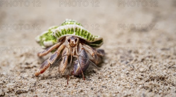 Caribbean hermit crab (Coenobita clypeatus), in the sand on the beach, Parque Nacional Cahuita, Costa Rica, Central America