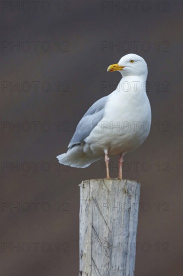 Glaucous gull (Larus hyperboreus), Norway, Spitsbergen, Longyearbyen, Svalbard / Spitsbergen, Norway, Europe