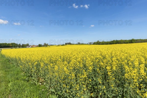 Agriculture in hilly moraine landscape, South Funen, Denmark, Fy, Funen, Denmark, Europe