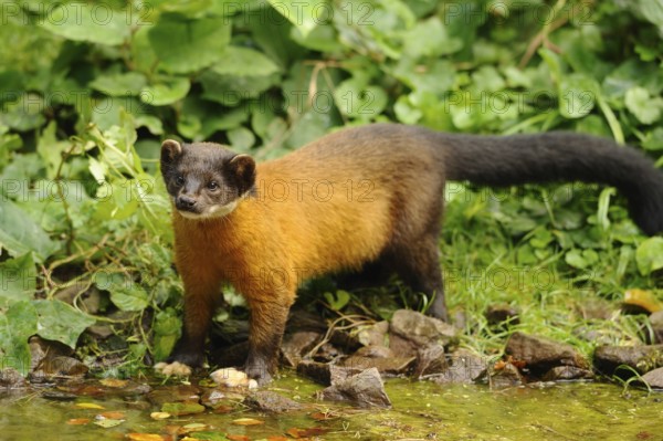 A marten stands by a small watercourse, surrounded by green forest vegetation, coloured marten, Charsas (Martes flavigula), captive