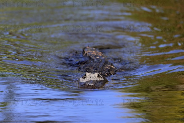 Mississippi Alligator (Alligator mississippiensis), pike alligator, adult, in water, swimming, Florida, USA, North America