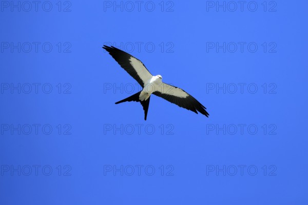 Swallow Harrier (Elanoides forficatus), adult, flying, Orlando, Florida, North America, USA, North America