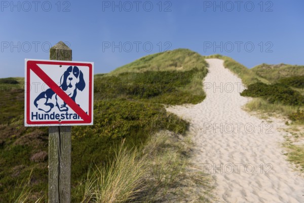 Path through the heathland, dogs prohibited, dog ban, dune landscape, hiking, excursion, nature, tourism, travel, blue sky, Kampen, Sylt, Germany, Europe