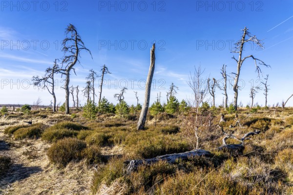 Noir Flohay ghost forest, remnants of a forest fire from 2011 in the High Fens, high moor, in the Eifel and Ardennes region, High Fens-Eifel nature park Park, north-east of Baraque Michel, Belgium, Wallonia, Europe