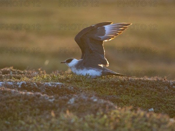 Arctic Skua (Stercorarius parasiticus), light morph adult about to fly off, in breeding territory in the tundra, at midnight, May, Varangerfjord, Norway, Europe