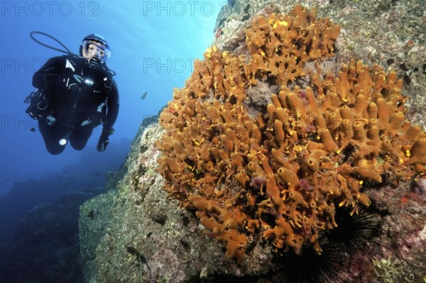 Diver Diver looking at illuminated golden sponge (Aplysina aerophoba) growing tube sponge Tube sponges growing on rocky reef, East Atlantic, Macaronesian Archipelago, Canary Islands, Fuerteventura, Spain, Europe