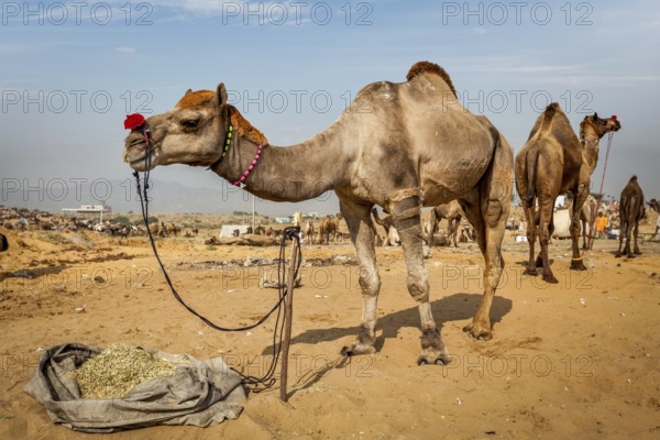 Camels at Pushkar Mela (Pushkar Camel Fair) . Pushkar, Rajasthan, India, Asia