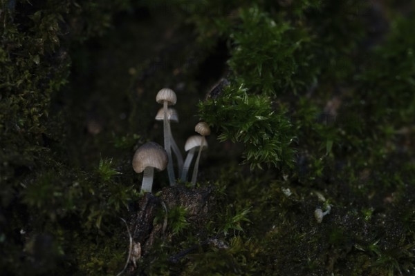 Fungi measuring just a few millimetres grow on a tree trunk covered with moss, macro photograph, Germany, Europe