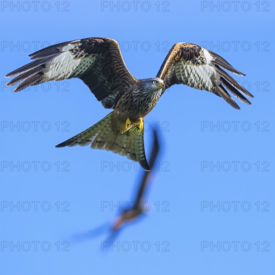 Red Kite, Milvus milvus, bird in flight