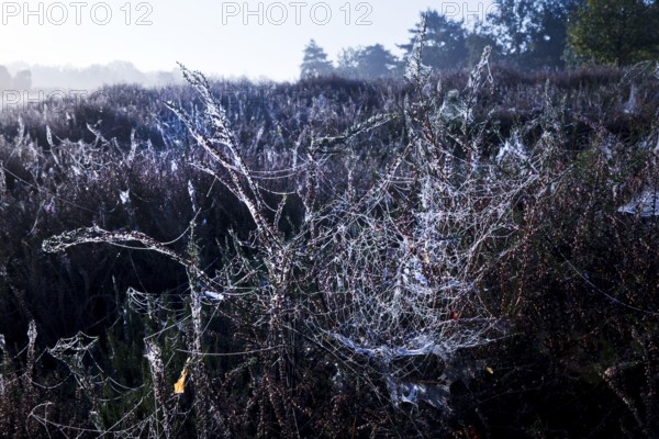 Spider's web in the morning glow in the Westruper Heide in autumn, Haltern am See, Ruhr area, North Rhine-Westphalia, Germany, Europe