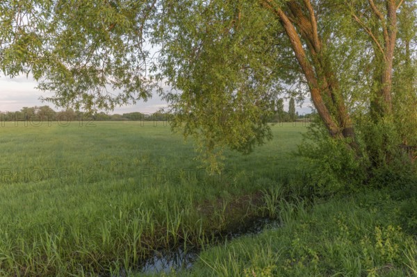 Irrigation ditch in a natural meadow in spring.Bas Rhin, Alsace, France, Europe