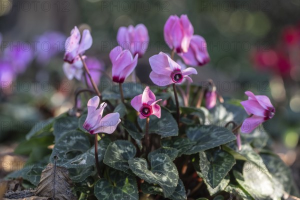 Cyclamen hederifolium or Neapolitan cyclamen (Cyclamen hederifolium), Emsland, Lower Saxony, Germany, Europe