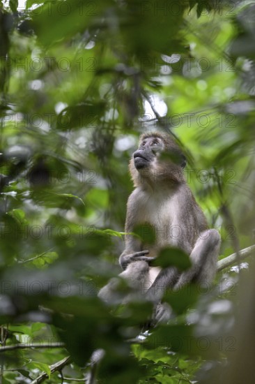 Olive mangabey (Cercocebus agilis) near the Baï-Hokou, Dzanga-Ndoki National Park, Unesco World Heritage Site, Dzanga-Sangha Complex of Protected Areas (DSPAC), Sangha-Mbaéré Prefecture, Central African Republic, Africa