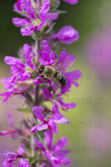 A honey bee (Apis mellifera) sits on a pink flower, purple loosestrife (Lythrum salicaria) and pollinates it, blurred green and pink colours can be seen in the background, Baden-Württemberg, Germany, Europe