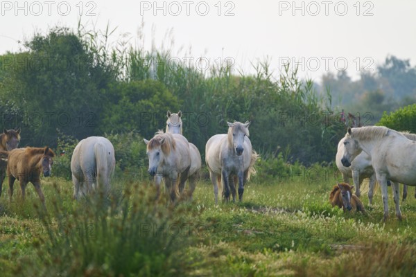 Herd of white Camargue horses with foals grazing on a green pasture in a quiet and natural environment, Camargue, France, Europe