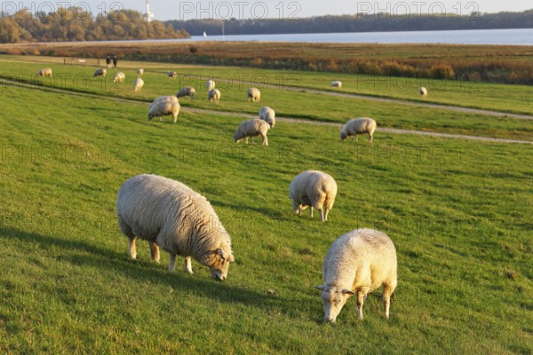 Domestic sheep (Ovis gmelini aries), flock of sheep grazing on the dike at the river Elbe in the evening light, Wedeler Elbmarsch, Wedel, Schleswig-Holstein, Germany, Europe