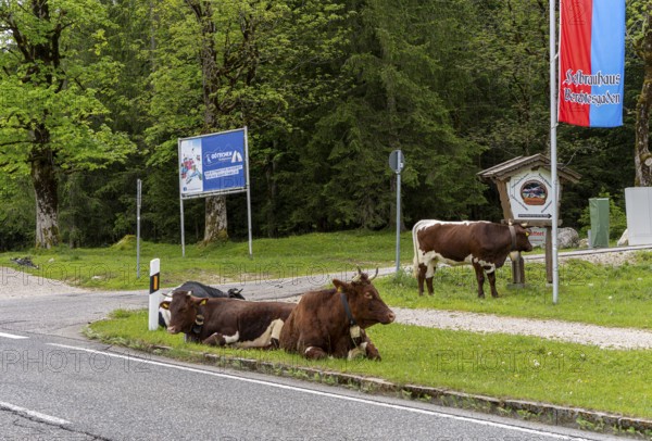 Dairy cows at the roadside, Götschenalm, Bavaria, Germany, Europe