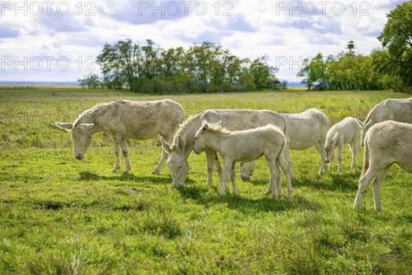 A herd of white donkeys, baroque donkeys, grazing peacefully on a large meadow with trees in the background, Lake Neusiedl National Park, Burgenland, Austria, Europe