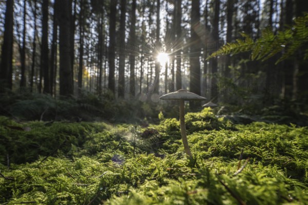 Helminth (Mycena) in spruce forest, Emsland, Lower Saxony, Germany, Europe