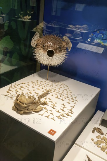 Spotted porcupine fish, Diodan Hystrix, archaeological site and museum of Templo Mayor, Mexico City, Mexico, Central America